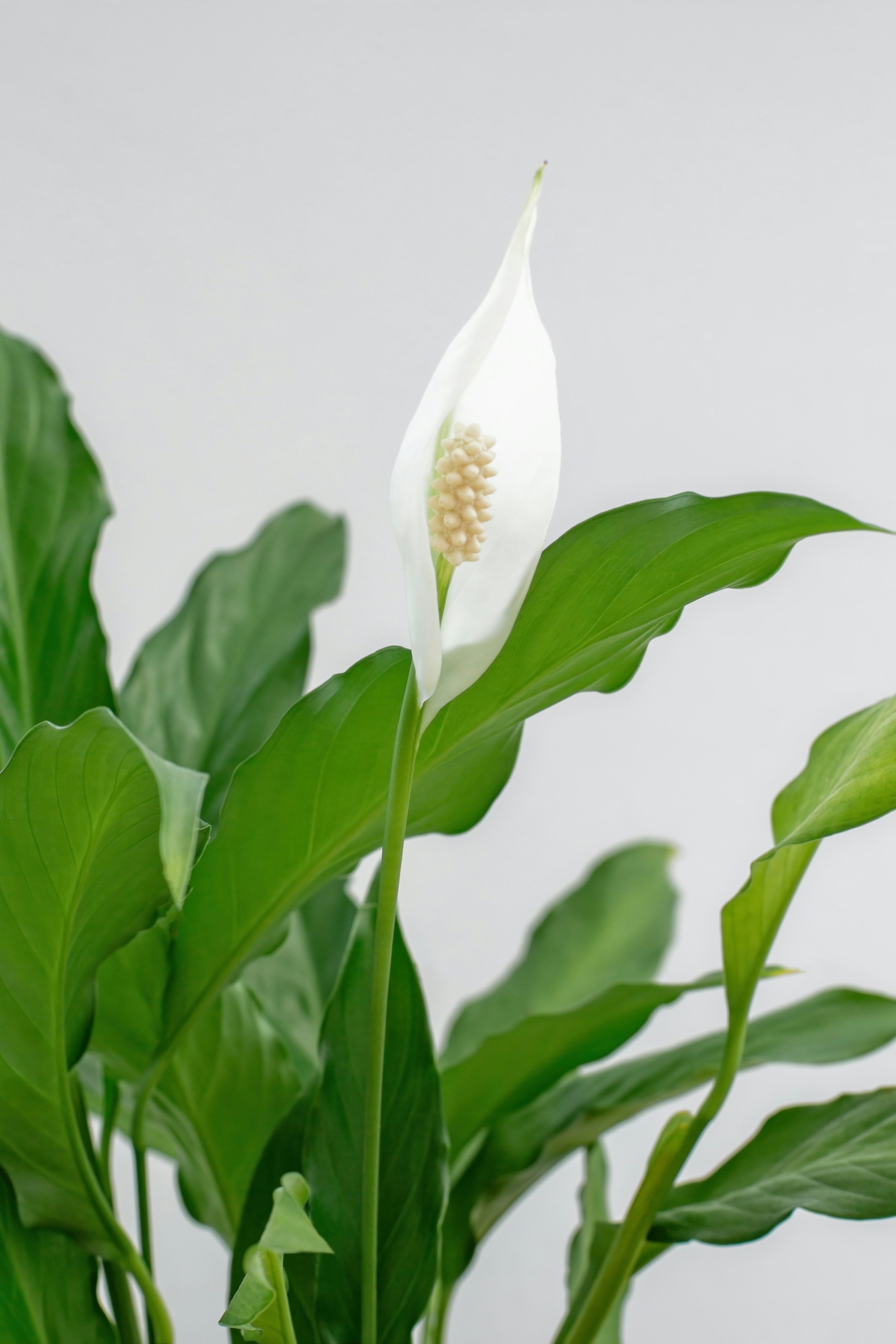 Peace Lily with white flowers