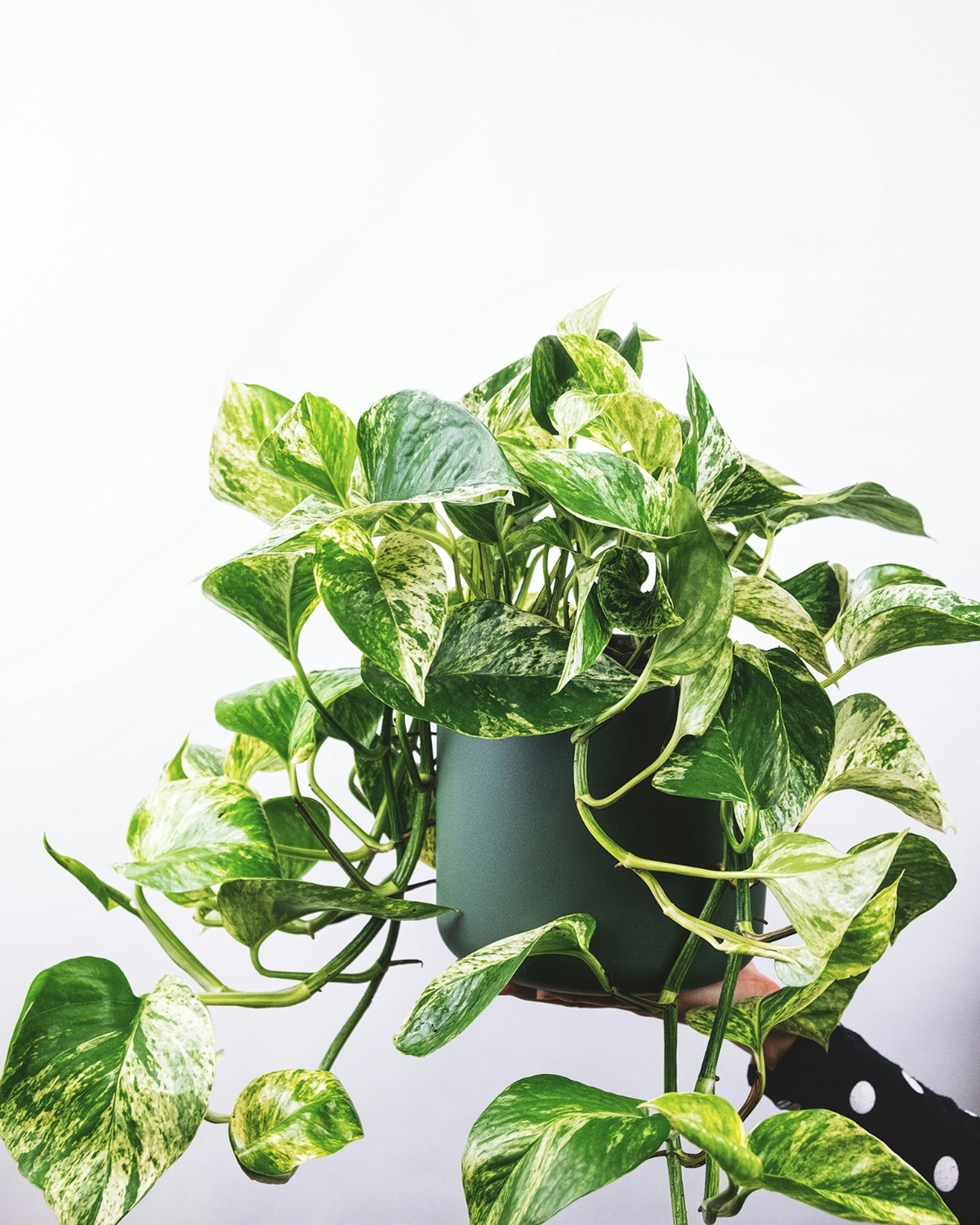 Pothos plant with trailing vines