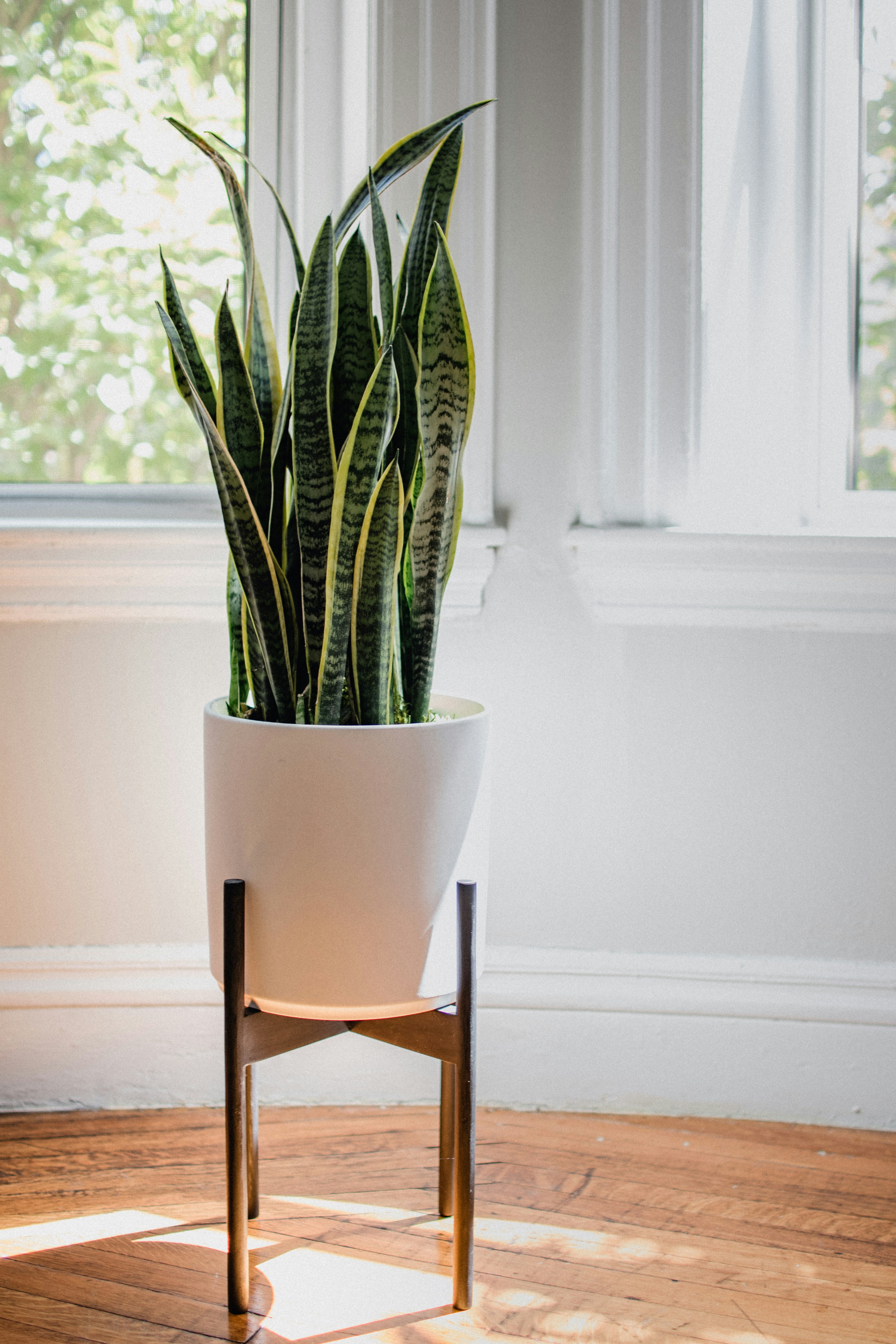 Snake Plant in modern office setting