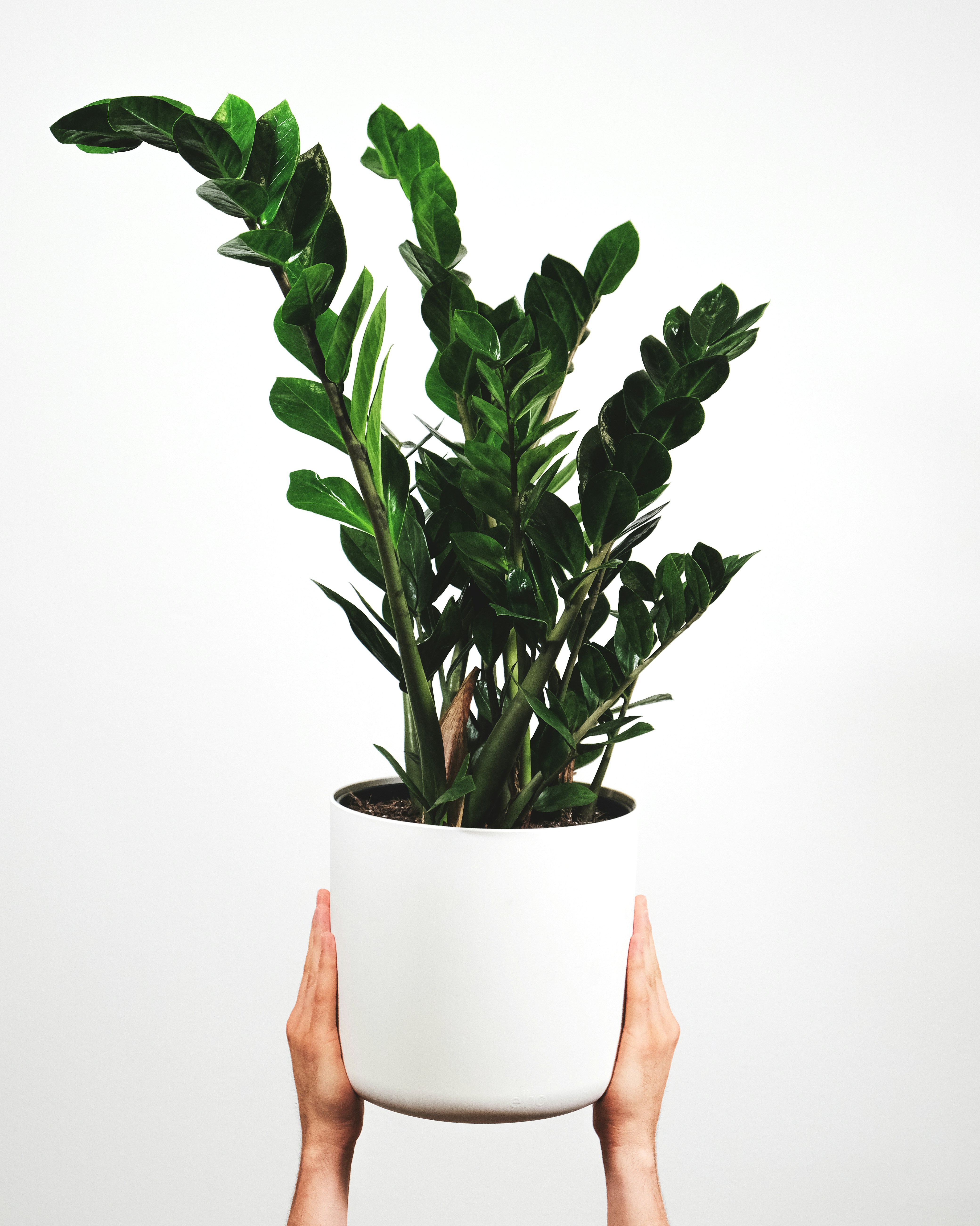 ZZ Plant with glossy green leaves